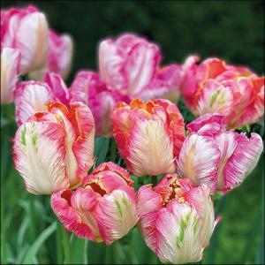 AMB.13317755 Parrot Tulips papírszalvéta 33x33cm, 20db-os