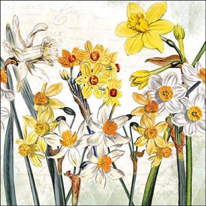 AMB.13319570 Narcissus papírszalvéta 33x33cm, 20db-os