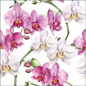 AMB.13319605 Elegant orchids white papírszalvéta 33x33cm, 20db-os