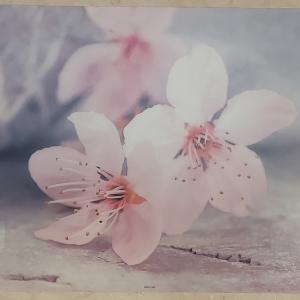 Delta műanyag reggeliző alátét, 45X30 cm, Fiori di Pesco, ART T2230D745