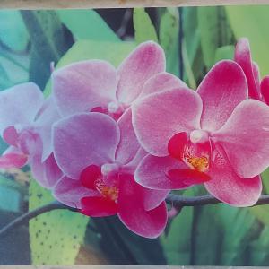 Delta műanyag reggeliző alátét, 45X30 cm, Tropical dream, ART T2230D552