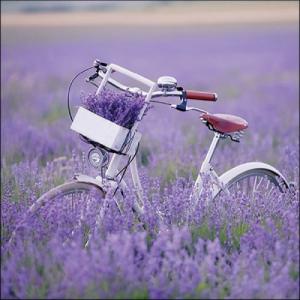 Levendulás szalvéta, AMB.13317485 Bike In Lavender Field papírszalvéta 33x33cm, 20db-os, levendula mintás