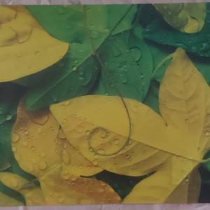 R2S műanyag Reggeliző alátét, YELLOW LEAVES, 45X30 cm ART YLV0550D