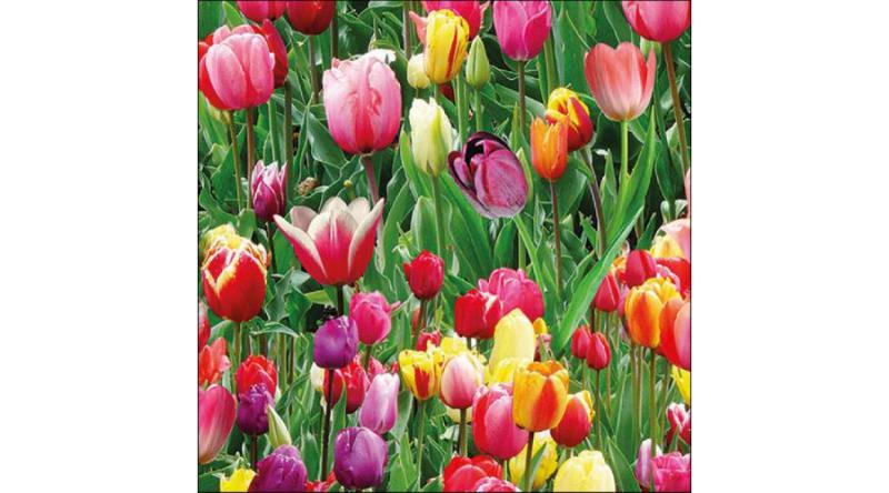 Tulipános szalvéta, AMB.13317060 Tulips Field papírszalvéta 33x33cm, 20db-os