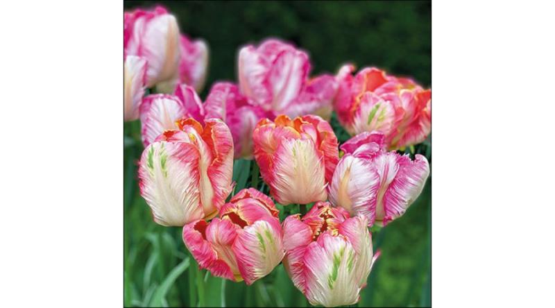 Tulipános szalvéta, AMB.13317755 Parrot Tulips papírszalvéta 33x33cm, 20db-os