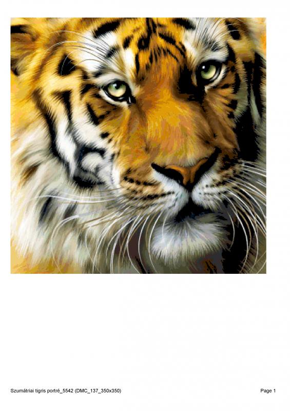 Szumátriai tigris portré_5542 leszámolós minta