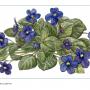 African violet_5748 (DMC_67_280x175) leszámolható minta