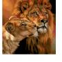 Lion and Lioness Love_9497 leszámolós minta