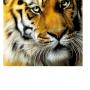 Szumátriai tigris portré_5542 leszámolós minta