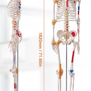 3D  Anatómiai orvosi modell, csontváz 182 cm