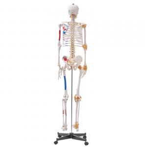3D  Anatómiai orvosi modell, csontváz 182 cm