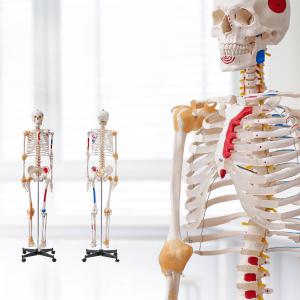 3D  Anatómiai orvosi modell, csontváz 182 cm
