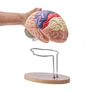 3D Emberi agy anatómiai modell – 2× életnagyságú, 4 részes, színkódolt, címkézett, levehető agymodell