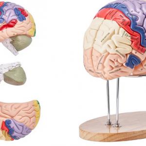 3D Emberi agy anatómiai modell – 2× életnagyságú, 4 részes, színkódolt, címkézett, levehető agymodell