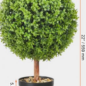 Puszpáng bokor művény  2db 55 cm