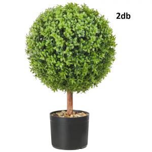 Puszpáng bokor művény  2db 55 cm