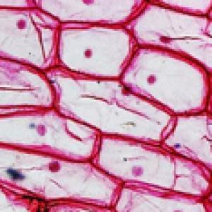 Trinokuláris Mikroszkóp – 5000x Nagyítás, 12 Nagyítási Lehetőség, Állítható LED