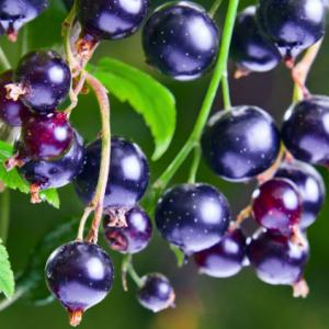 Yodeyma parfüm Adriana 15ml