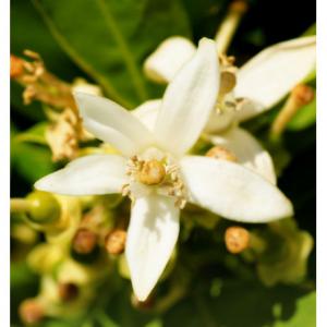 Yodeyma parfüm Iris 15ml