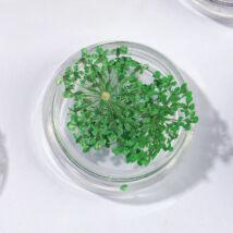 Szárított virág Zöld