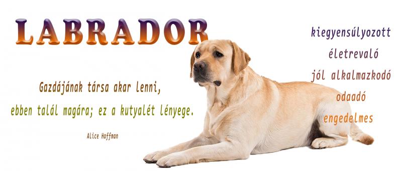Labrador bögre