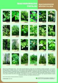 Magyarország fafajai - poszter