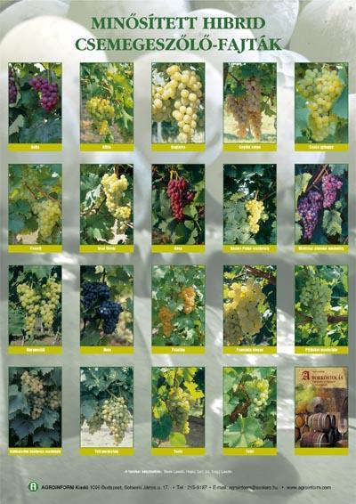 Minősített hibrid csemegeszőlő-fajták - poszter