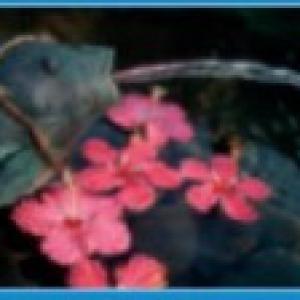 Pontec PondoCompact 300i beltéri szoborszivattyú