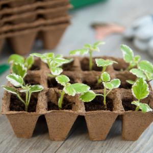 Biológiailag lebomló cserepek 6db 15-ös tálca 90 palánta számára