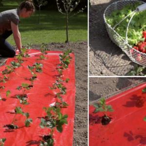 Új generációs ültetőfólia eperhez piros színben