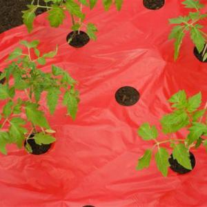 Új generációs ültetőfólia Paradicsomhoz piros színben