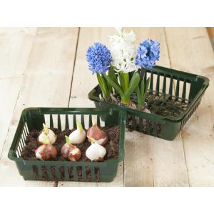 Virághagyma-ültető tálca 3 db-os készlet - szögletes