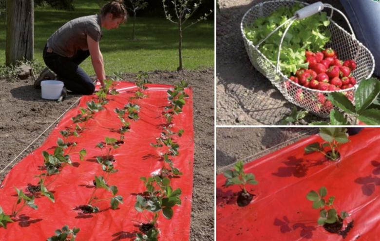 Új generációs ültetőfólia eperhez piros színben