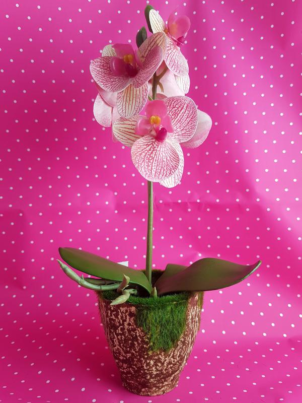 gumi orchidea cserépben  27 cm