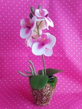 gumi orchidea cserépben  27 cm