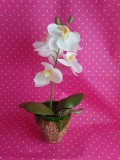 gumi orchidea cserépben 27 cm