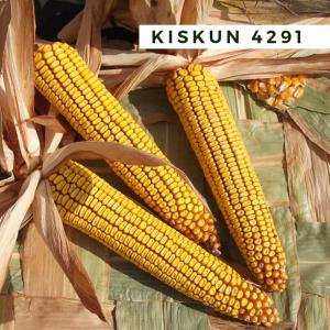 Kiskun 4291 korai kukorica vetőmag (FAO 290)