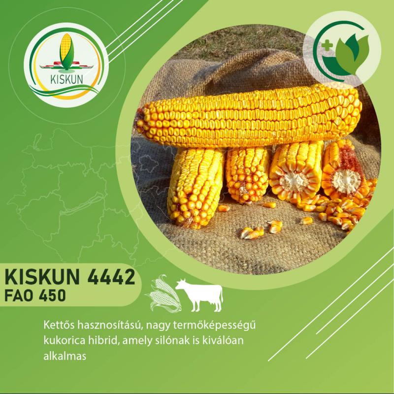 Kiskun 4442  késői érésű kukorica vetőmag (FAO 450)