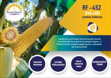 RF - 452  (FAO 400) szemes kukorica vetőmag