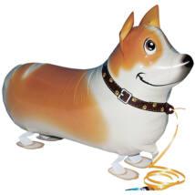 Kutya corgi sétáló  fólia lufi