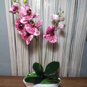 Élethű orchidea, csónak alakú kaspóban