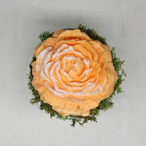Nagy pünkösdi rózsa szappanvirág kerámia kaspóban