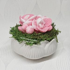 Szappanvirágok (orchidea) kis lótusz kaspóban