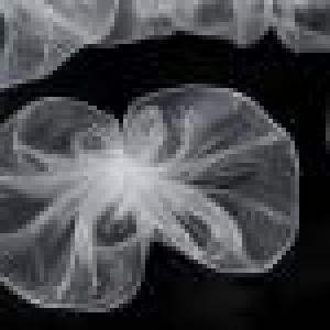 ESKÜVŐI dekor  ESD03 - 60x40mm-es organza masni - több színben