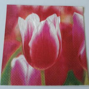 SZV41 Dekoupage - Fehér szélű tulipánok 3 rétegű szalvéta