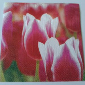 SZV41 Dekoupage - Fehér szélű tulipánok 3 rétegű szalvéta