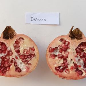 Gránátalma 'Bianca'