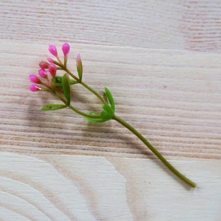 Rózsaszín bogyós növényszál, hossza: 8 cm.