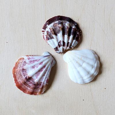 Shell kagyló, 3db/cs. Mérete: 30-40 mm