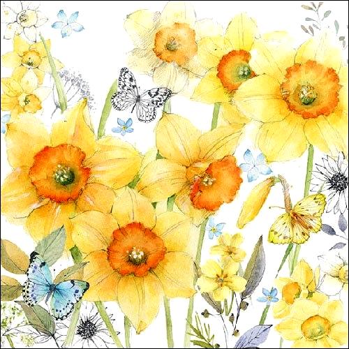 Szalvéta – Classic daffodils